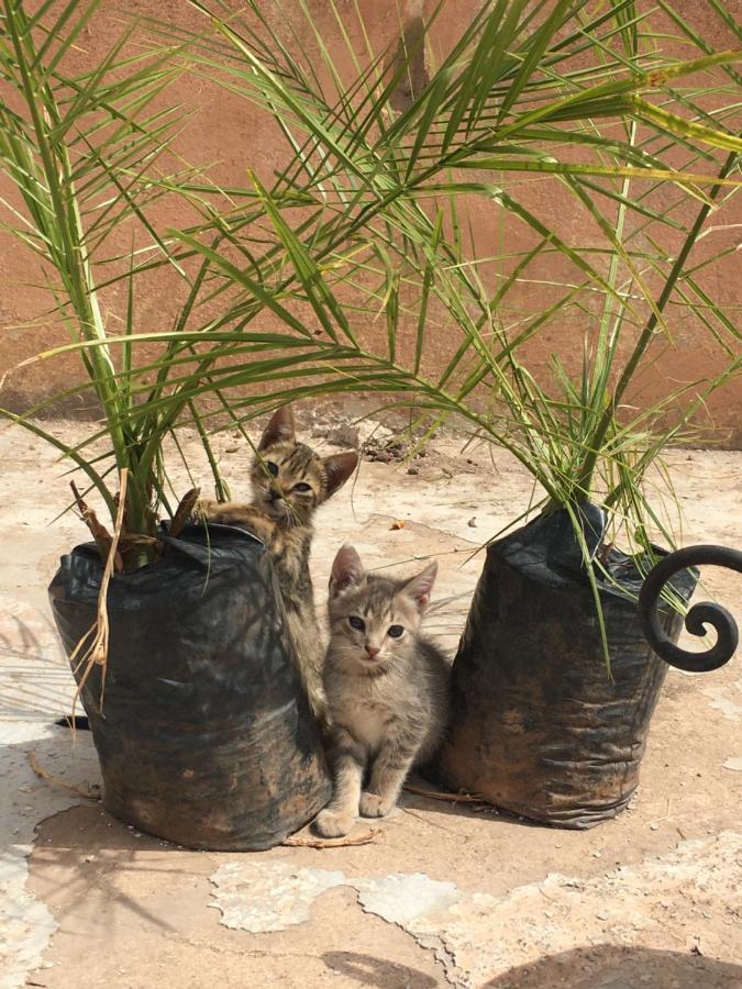 הוסטל מרקש Casa Medina Marrakech מראה חיצוני תמונה